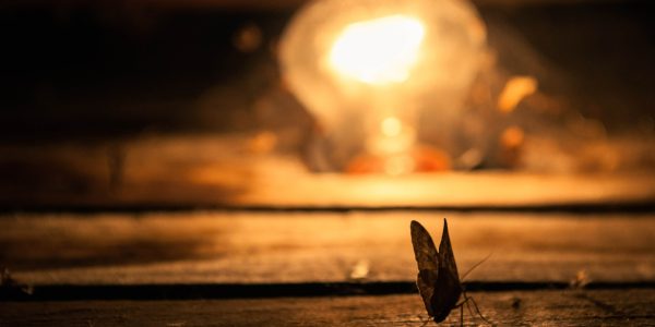insect-399407_1920